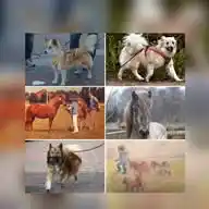😊 🐕🦮 W.I.P. 🐎🦄 🙂  WhatsApp Channel