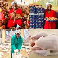 Zimbabwe Buyers & Sellers