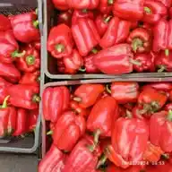 Agric Learner's Vegetables Hub WhatsApp Channel