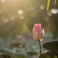 جيش الإمام علي عليه السلام 🍀🇮🇶 WhatsApp Channel