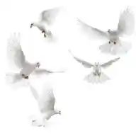 DrSultanheal WhatsApp Channel