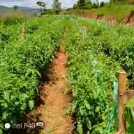 FARM WITH WAWERU WhatsApp Channel