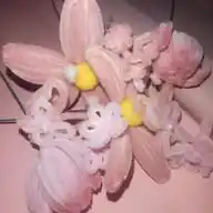 𓍢ִ໋🌷͙֒ᰔᩚ⋆ ˚｡⋆୨🍓୧⋆ ˚｡⋆⋆ ˚｡⋆୨🍓୧⋆ ˚｡⋆ WhatsApp Channel