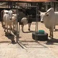 Livestock farmer 👨‍🌾 🐓 🐐 🐑 🐏 🐄  WhatsApp Channel