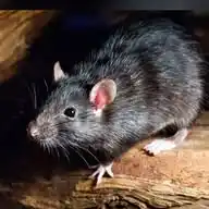 RatBets WhatsApp Channel