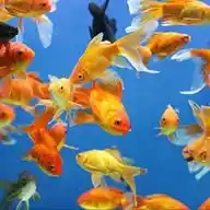 Aquarium Fish WhatsApp Channel