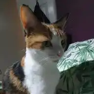 Autumn the Cat WhatsApp Channel