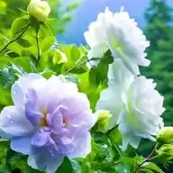 نهال فروشی و گلسرای متین WhatsApp Channel