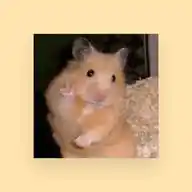Señorita Hamster WhatsApp Channel
