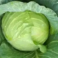 The Cabbage Man International WhatsApp Channel