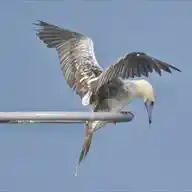 UAE Pelagic trips - UAEBIRDING  WhatsApp Channel