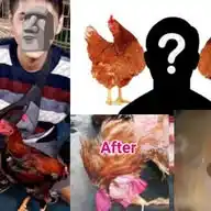 Vidioaslinya Ayam Pramuka WhatsApp Channel