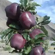 Hasbuhal WhatsApp Channel