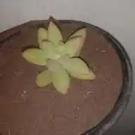 🌻jardín de la vida 🌻 WhatsApp Channel