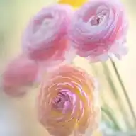 Mere Jazbaat ,,,✍️ Gouri WhatsApp Channel
