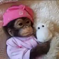 Monkeys WhatsApp Channel