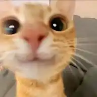 mu's daily ༘˚⋆𐙚｡⋆𖦹.✧˚ WhatsApp Channel