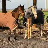 paardennieuws WhatsApp Channel