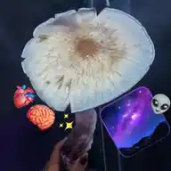 Psil0Lab🍄💙🌌💠🧿✨️🧠🫀🍫💊🇲🇽 WhatsApp Channel