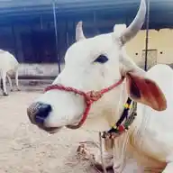श्रुति-युक्ति-अनुभूति WhatsApp Channel