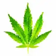 Weed Chronicles 😮‍💨🍁 WhatsApp Channel