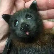 Bat of the sometimes day🦇  WhatsApp Channel