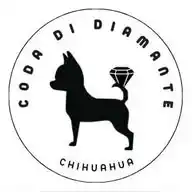 Chihuahua Coda Di Diamante WhatsApp Channel