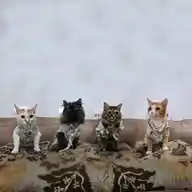 CUMP Meow WhatsApp Channel