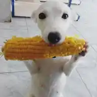 dai autista WhatsApp Channel