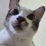 Nyang😺😸 WhatsApp Channel
