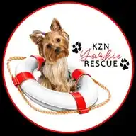 Yorkie Rescue in Durban WhatsApp Channel