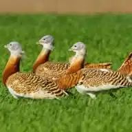 AVES ESTEPARIAS  WhatsApp Channel