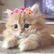 𝐁 ʟ ᴜ ᴇ 🎈 𝐖 ᴏ ʀ ʟ ᴅ WhatsApp Channel
