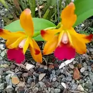 Bellas Orquideas WhatsApp Channel