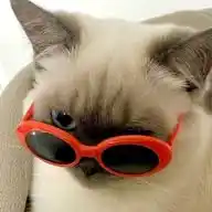 ✩⁺₊⋆𝖇𝖊𝖗𝖎𝖊’𝖘 𝖕𝖗𝖔𝖔𝖋𝖘⋆✩⁺₊✩ WhatsApp Channel
