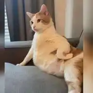İçli ve Köfteleri WhatsApp Channel
