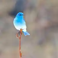 Bluesky Friend's WhatsApp Channel