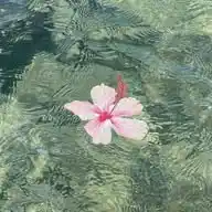 🌸🫧 WhatsApp Channel