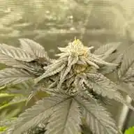 Craft Cannabis ZA WhatsApp Channel
