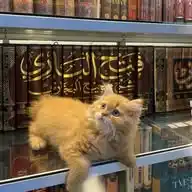 Fi talab al ‘ilm WhatsApp Channel
