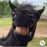 Funny Cats Memes WhatsApp Channel