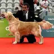 Golden Retriever Costa Artabra WhatsApp Channel