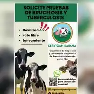 Hatos libres de brucelosis  WhatsApp Channel