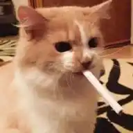 kedilimedicik ≽^•⩊•^≼ WhatsApp Channel