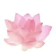 lotus vault WhatsApp Channel