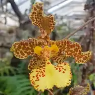 Orchideen-Amsler WhatsApp Channel