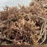 Seaweed Cafe| Seamoss| Mwani| Seaweed WhatsApp Channel