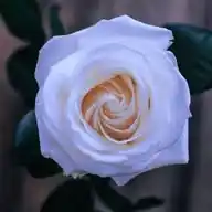 Vague À L'âme ♥️🥀 WhatsApp Channel