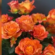 BluemeEgge AG WhatsApp Channel