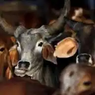 एकात्मिता गौमय उत्पाद WhatsApp Channel